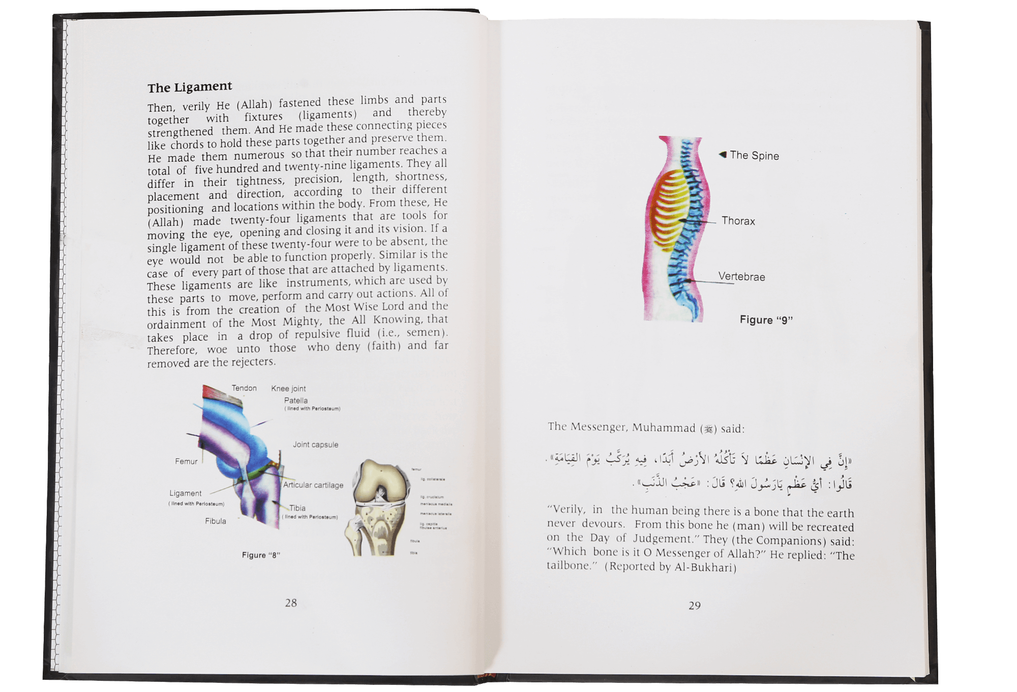 Men and The Universe (Reflections of Ibn Al-Qayyem)